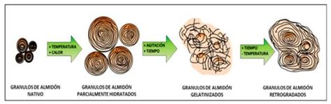 Gráfico explicando la retrogradación del almidón en el pan