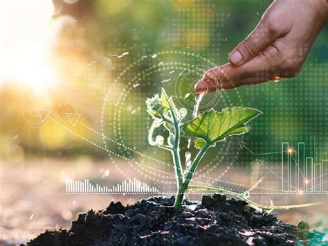 Infografía sobre la importancia de la harina ecológica en el pan