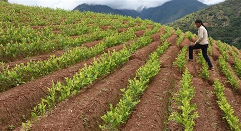 Campo de cultivo de hoja de coca en los Yungas, Bolivia