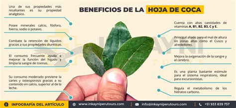 Infografía: Beneficios de la hoja de coca según la medicina tradicional andina
