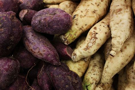 Variedades de batata (boniato o camote)