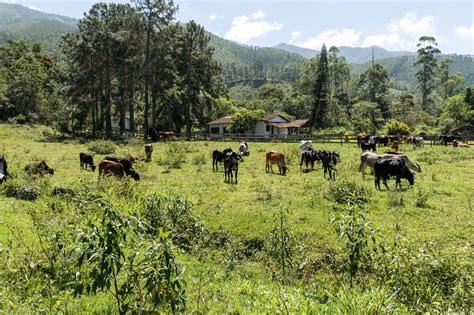 Ganado pastando en las fincas de Cárnicas Mulas