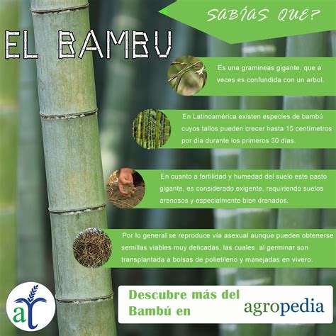Infografía sobre los beneficios del bambú en textiles