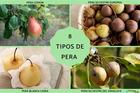 Tipos de peras ideales para repostería