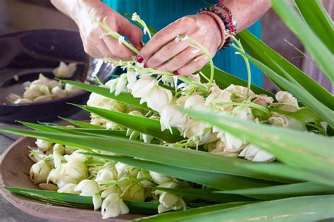 Flor de izote fresca