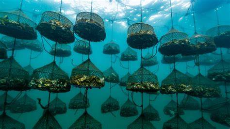Cultivo de ostras en la bahía de Toba, Japón.