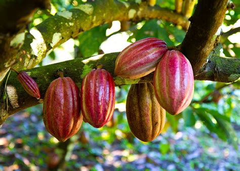 árbol de cacao y sus frutos