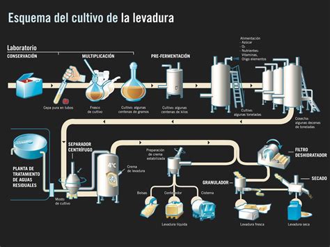 Proceso de hidratación de levadura