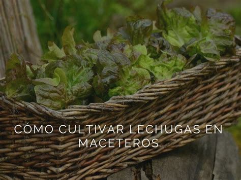 Cómo revivir lechugas mustias