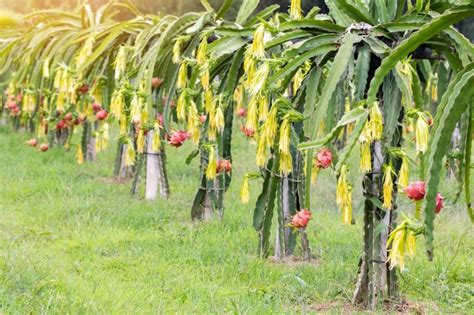 Fruta de dragón (pitaya) entera y cortada