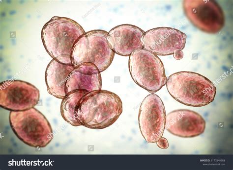 Micrografía de levaduras Saccharomyces cerevisiae.