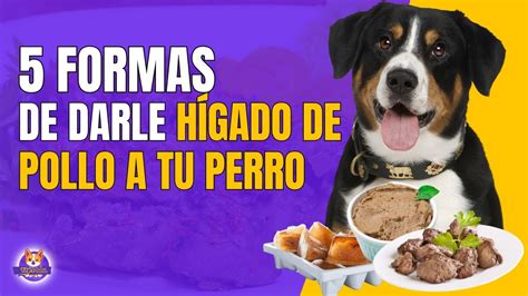 Perro comiendo hígado de pollo como premio