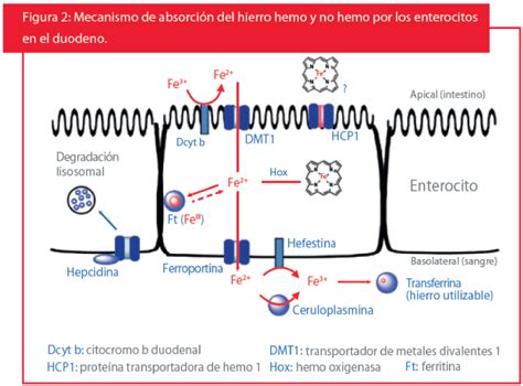 Esquema de la absorción del hierro hem y no hem