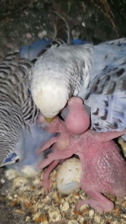 Periquito alimentando a sus crías