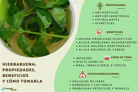Propiedades medicinales de la hierbabuena