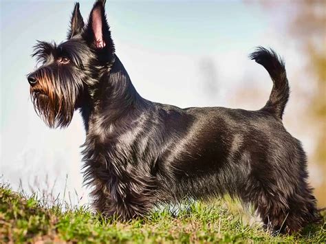 Perro escocés de raza