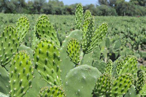 Campo de nopales en México