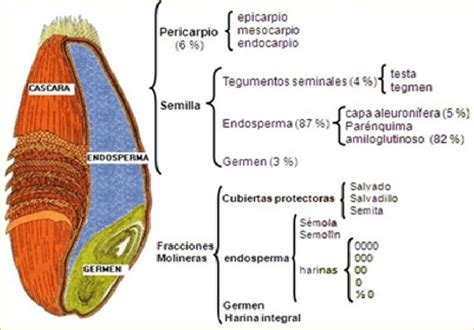 Esquema del grano de trigo