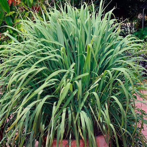 Hierba limón (citronela) fresca
