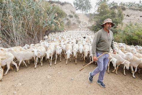 Pastores y rebaños en La Mancha