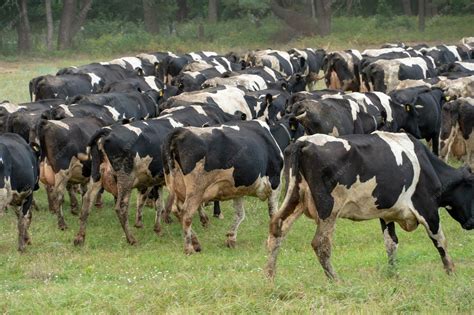 Campo de vacas pastando para la producción de leche
