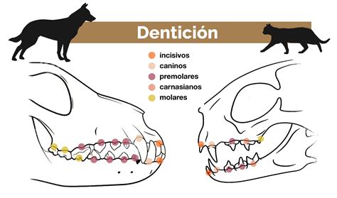 Comparativa de la dentadura de gato y león