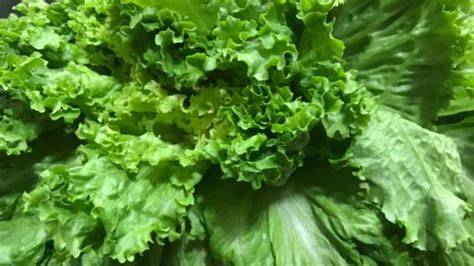 Lechuga fresca y crujiente
