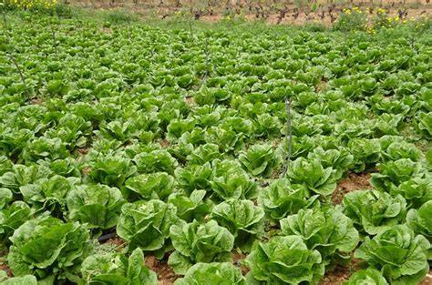 Campo de lechugas romanas listas para la cosecha