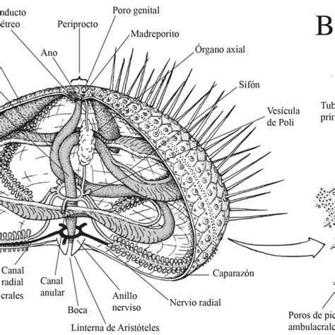 Esquema de la anatomía externa de un erizo de mar regular