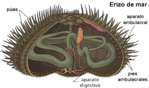 Esquema del aparato digestivo de un erizo de mar mostrando la Linterna de Aristóteles