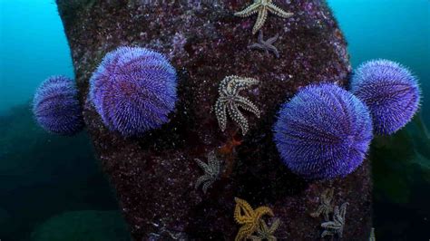 Dólar de arena (erizo irregular) en el fondo marino