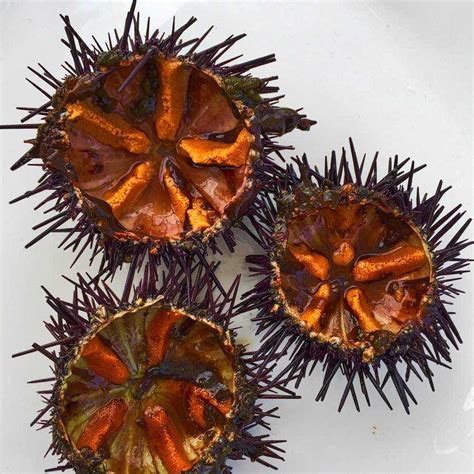 Gónadas de erizo de mar, apreciadas en la gastronomía