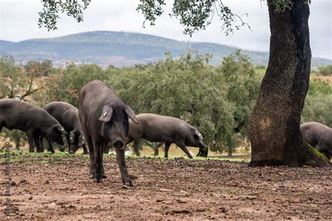Dehesa and Iberian pigs