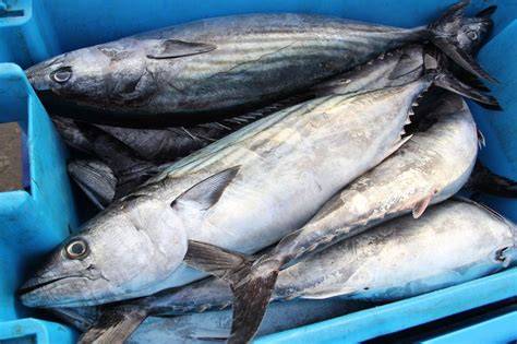 Pesca artesanal de bonito del norte