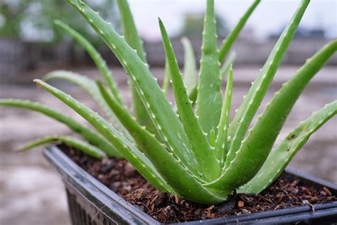 Planta de Aloe Vera