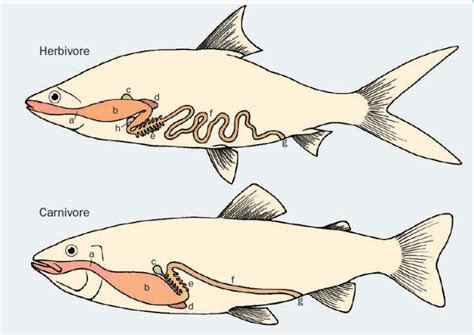 Anatomía de un pez mostrando el tracto digestivo