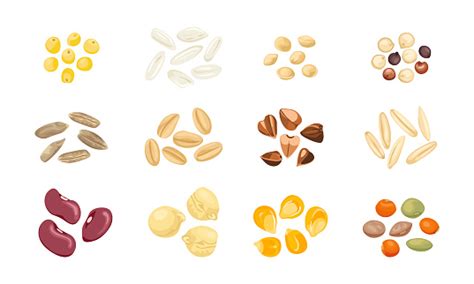 Ilustración de diferentes granos de cereales