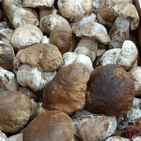 Boletus edulis frescos