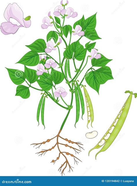 Ilustración de la planta de haba con sus flores y vainas