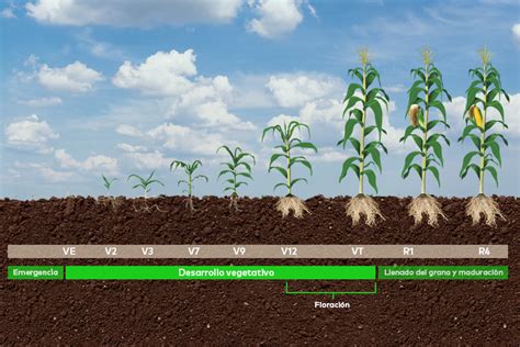 Infografía sobre las fases de desarrollo y cosecha de la haba