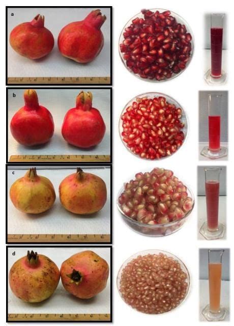 Variedad de granadas en Elche