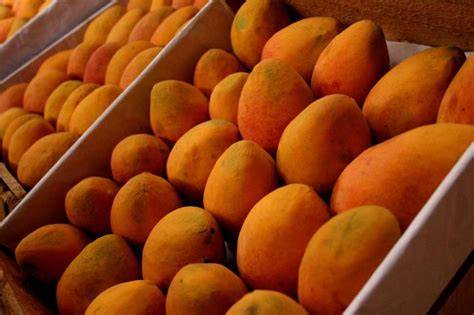 Frutas tropicales, mangos maduros y listos para usar.