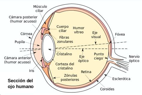 Estructura del ojo humano