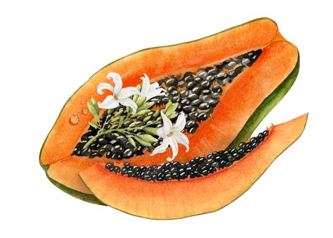 Ilustración de la flor de papaya