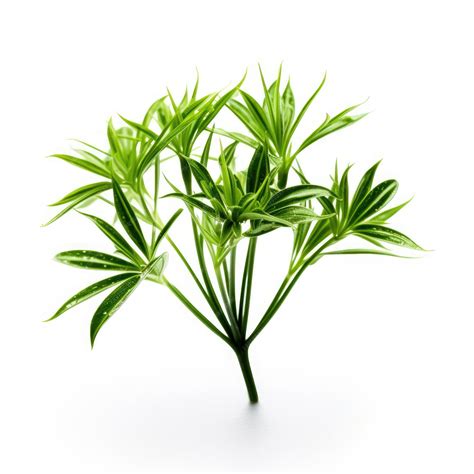 Semillas de anís y hojas de la planta