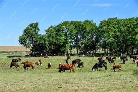 Ganado vacuno en la Pampa Argentina