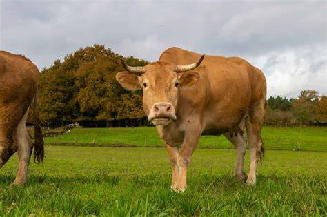Vaca Rubia Gallega en libertad