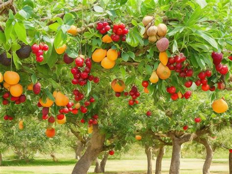Árbol de carambola con frutos colgando
