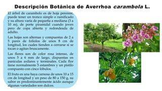 Mapa mostrando las regiones de cultivo de carambola en España