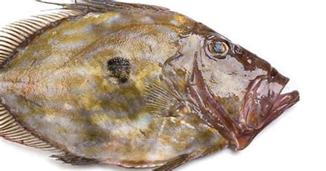 Pescado gallo de San Pedro limpio